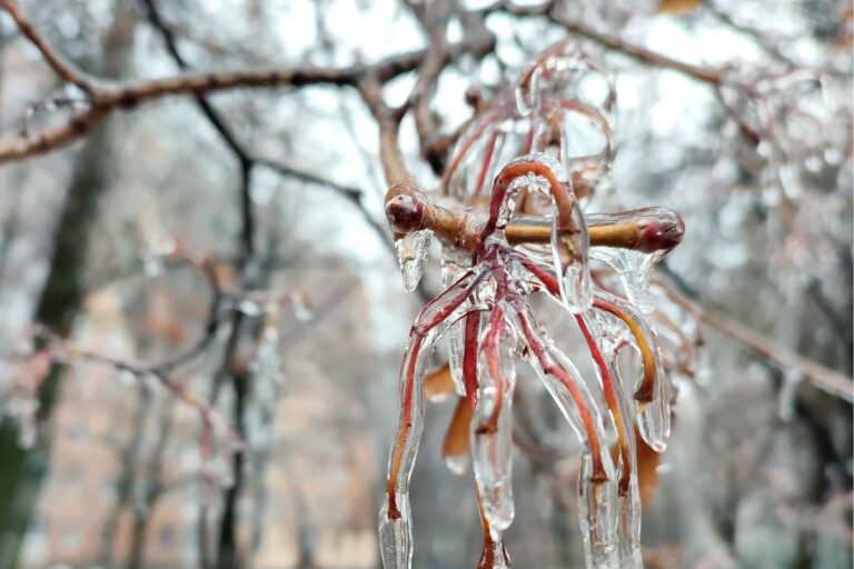A tree covered in Ice