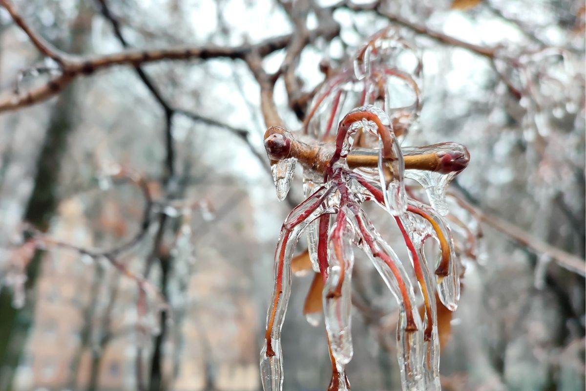 A tree covered in Ice