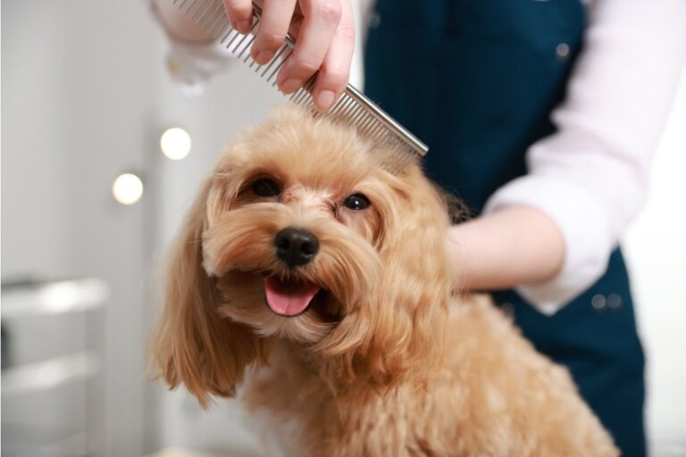 Pet Care Costs Are Rising Across the U.S., and Owners Say “Even Basic Vet Visits Feel Expensive Now”