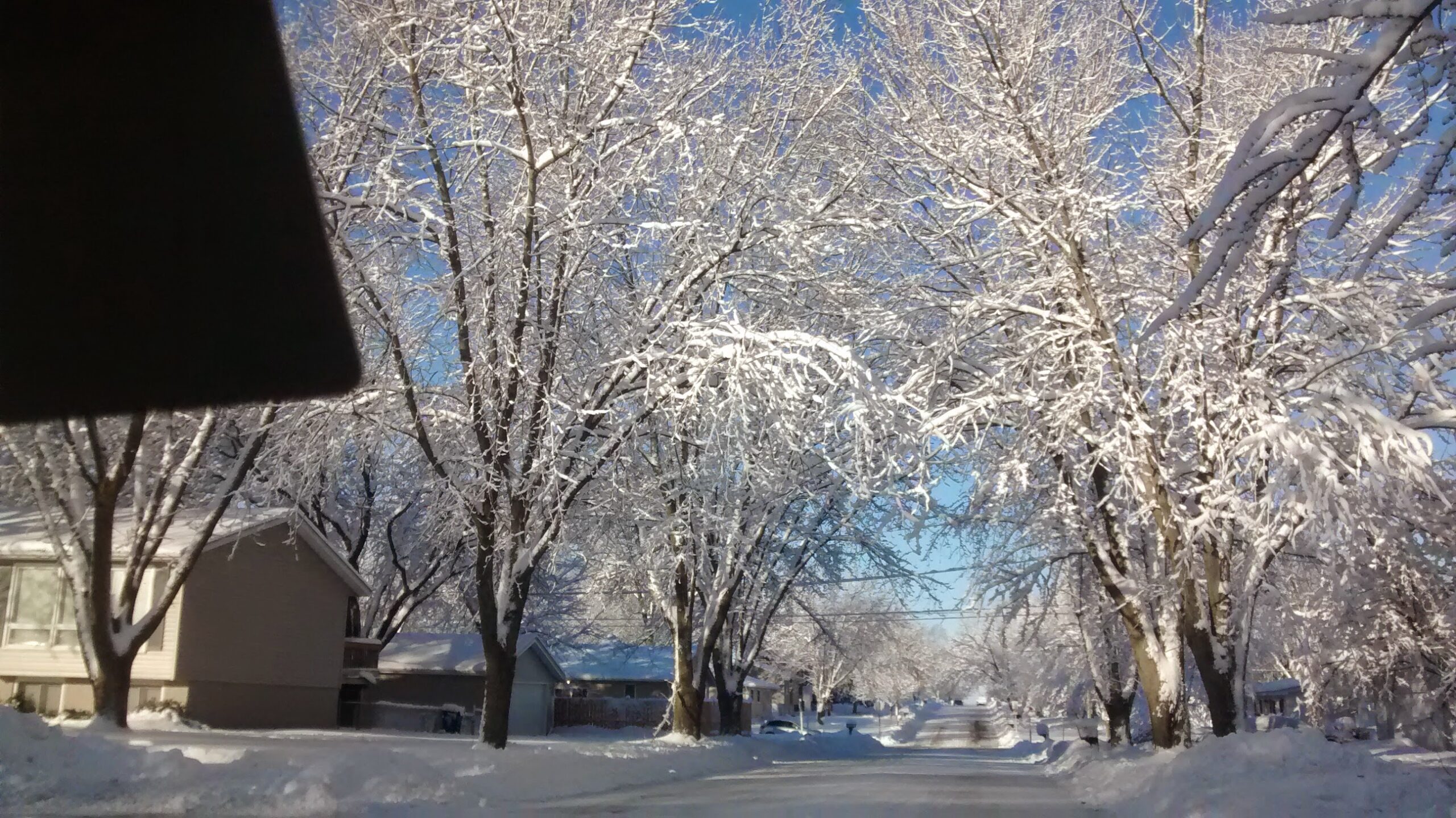Snow-covered trees in an Iowa winter landscape